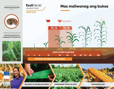 Exalt Corn Timing of Application 